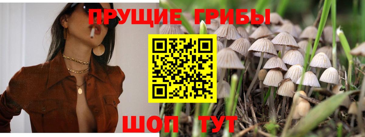 Бийск  Галлюциногенные грибы Psilocybine cubensis  Вход с VPN 